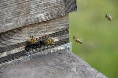 Bienenzuchtverein Koblach-Meiningen