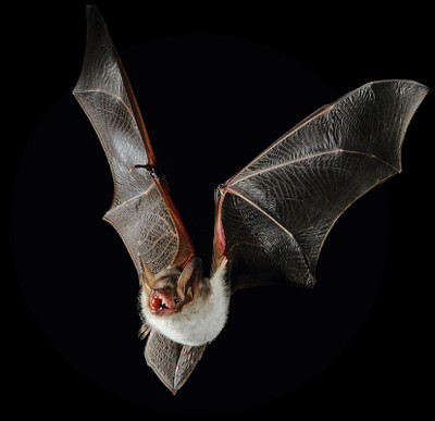 Fliegende Jäger der Nacht: Das faszinierende Leben der Mausohren